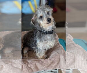 Dachshund Dogs for adoption in Sioux Falls, SD, USA