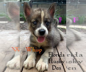 Siberian Husky Puppy for sale in NEW PORT RICHEY, FL, USA