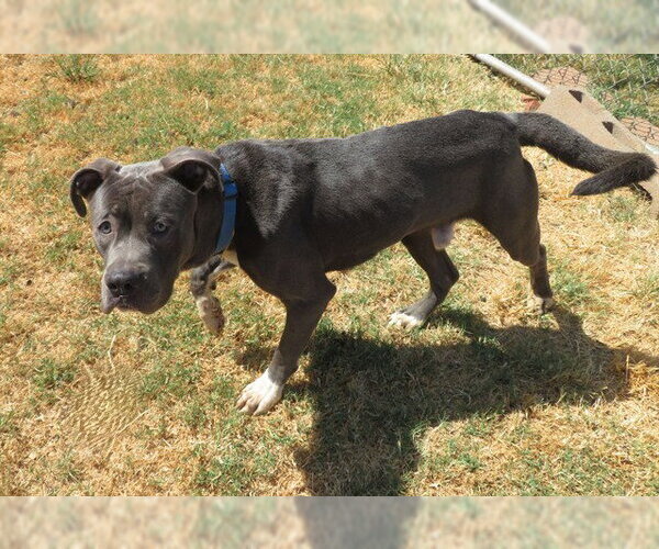 Medium Photo #2 American Staffordshire Terrier Puppy For Sale in Oklahoma City, OK, USA