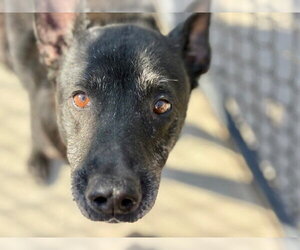 German Shepherd Dog-Unknown Mix Dogs for adoption in Tulsa, OK, USA