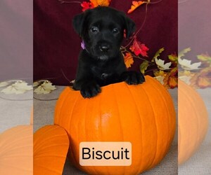 Labrador Retriever-Unknown Mix Dogs for adoption in San Diego, CA, USA