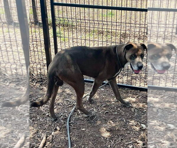 Medium Photo #8 Great Dane-Unknown Mix Puppy For Sale in Bullard, TX, USA