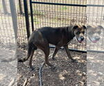 Small #7 Great Dane Mix