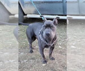 French Bulldog-Unknown Mix Dogs for adoption in Red Lodge, MT, USA