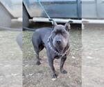 Small French Bulldog Mix