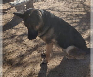 Bonnie - Female German Shepherd Dog Dog for Adoption - Photo #4