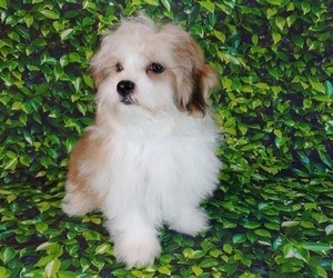 Havamalt Puppy for sale in WINSTON SALEM, NC, USA