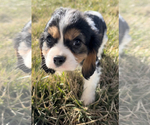Small Photo #3 Cavalier King Charles Spaniel Puppy For Sale in NILES, MI, USA