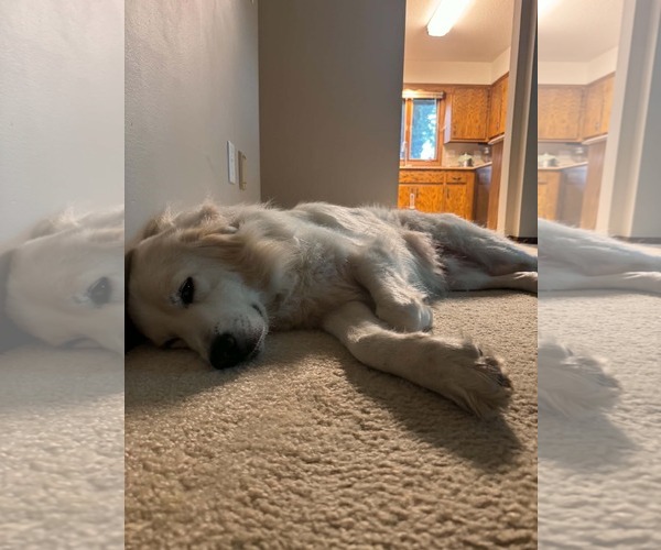 Medium Photo #8 Great Pyrenees-Unknown Mix Puppy For Sale in Minneapolis, MN, USA