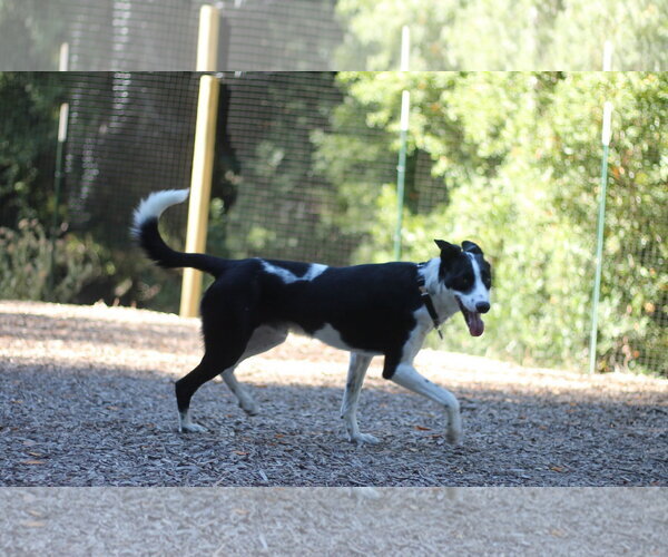 Medium Photo #4 Border Collie-Unknown Mix Puppy For Sale in Paso Robles, CA, USA