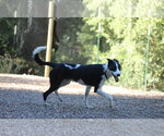 Small #3 Border Collie Mix