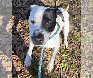 Scotty - Male Mutt Dog for Adoption - Photo #2