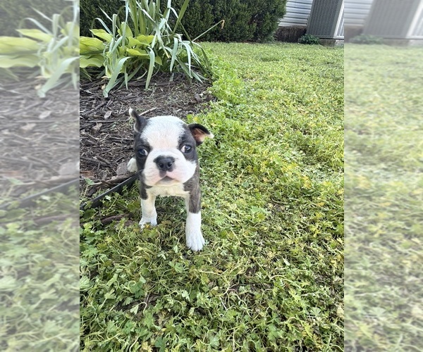 Medium Photo #8 Boston Terrier Puppy For Sale in FREDONIA, KS, USA