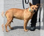 Small Photo #4 American Staffordshire Terrier-Red Heeler Mix Puppy For Sale in Huntley, IL, USA