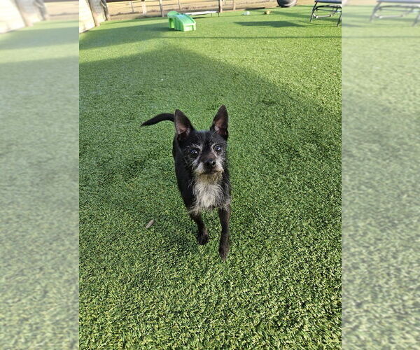 Medium Photo #3 Mutt Puppy For Sale in oakland, FL, USA