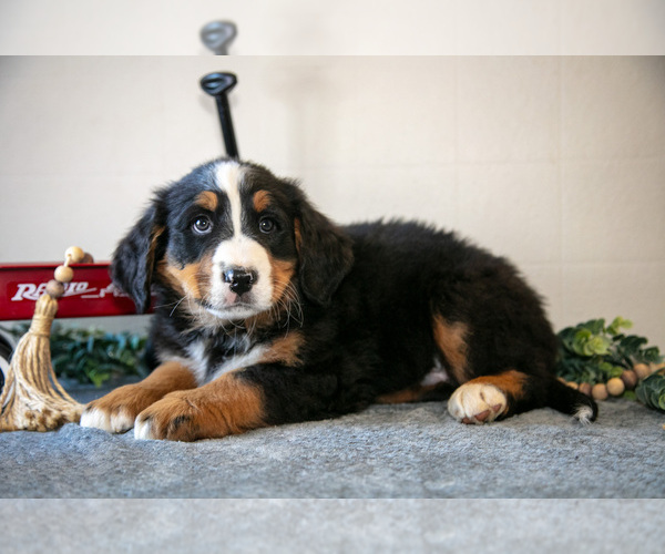 Medium Photo #2 Bernese Mountain Dog Puppy For Sale in BIRD IN HAND, PA, USA