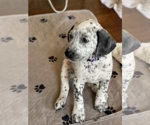 Dalmatian-German Shorthaired Pointer Mix Puppy for sale in FONTANA, CA, USA
