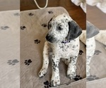 Small Dalmatian-German Shorthaired Pointer Mix