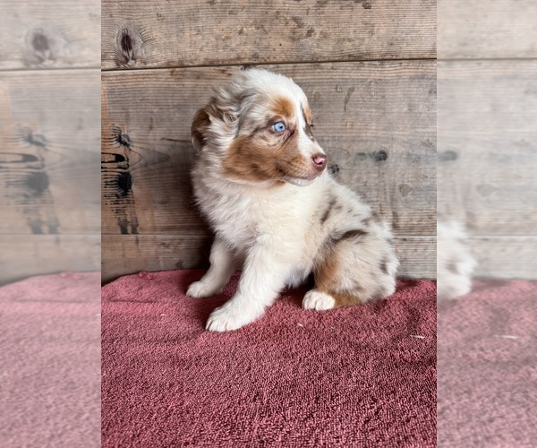 Medium Photo #6 Australian Shepherd Puppy For Sale in VERMONTVILLE, MI, USA