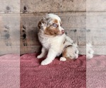 Small #5 Australian Shepherd