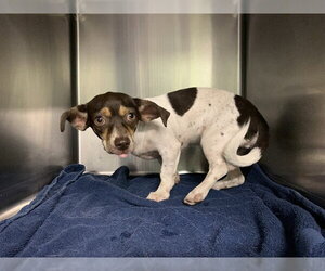 Chihuahua-Unknown Mix Dogs for adoption in Grand Prairie, TX, USA