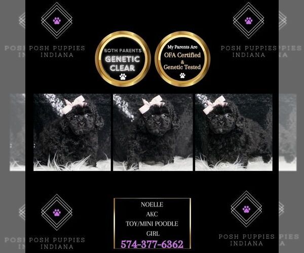 Medium Photo #1 Poodle (Toy) Puppy For Sale in WARSAW, IN, USA