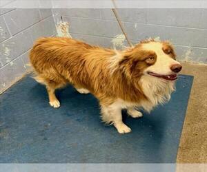 Border Collie Dogs for adoption in Woodland, CA, USA