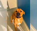 Small Mastiff Mix