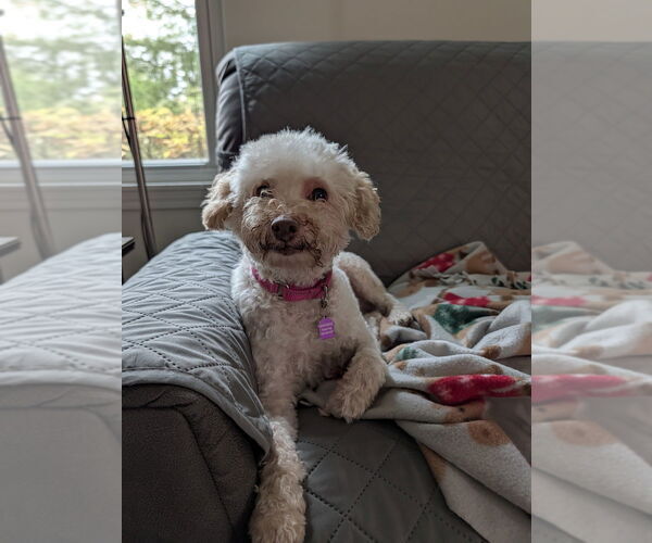 Medium Photo #4 Poodle (Miniature) Puppy For Sale in Mundelein, IL, USA