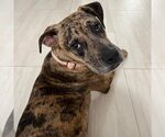 Small Photo #2 American Bulldog-American Staffordshire Terrier Mix Puppy For Sale in miami, FL, USA