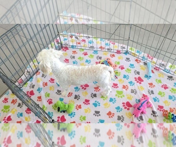 Medium Photo #8 Havanese Puppy For Sale in ORO VALLEY, AZ, USA