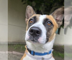 Mutt Dogs for adoption in Martinez, CA, USA