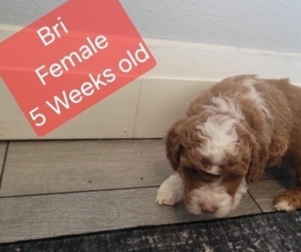 Medium Photo #4 Goldendoodle (Miniature) Puppy For Sale in MILFORD, UT, USA