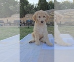 Puppy Purple Labradoodle