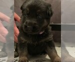 Small Photo #1 German Shepherd Dog Puppy For Sale in RICHLAND, MO, USA