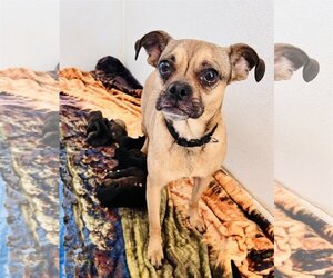 Pug-Unknown Mix Dogs for adoption in Marina Del Rey, CA, USA