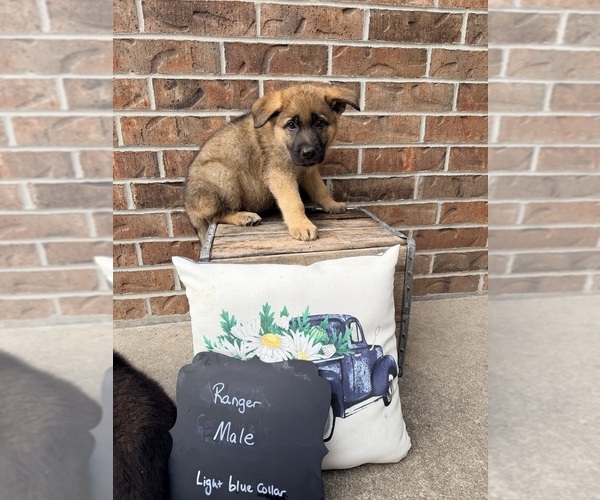 Medium Photo #3 German Shepherd Dog Puppy For Sale in MAYSVILLE, MO, USA