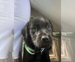 Small #2 Labrador Retriever Mix