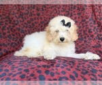 Small #8 Cockapoo (Miniature)