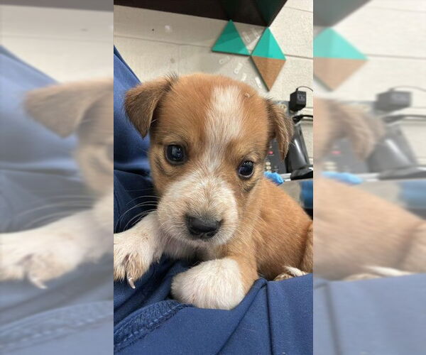 Medium Photo #1 Mutt Puppy For Sale in Waco, TX, USA