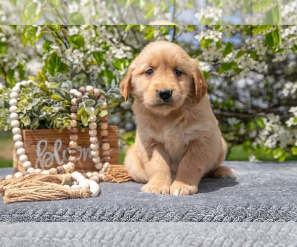 Medium Photo #12 Golden Retriever Puppy For Sale in WOLCOTTVILLE, IN, USA