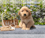 Small Photo #12 Golden Retriever Puppy For Sale in WOLCOTTVILLE, IN, USA