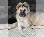 Small #2 German Shepherd Dog-Great Pyrenees Mix