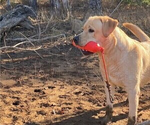 Father of the Labrador Retriever puppies born on 04/08/2025