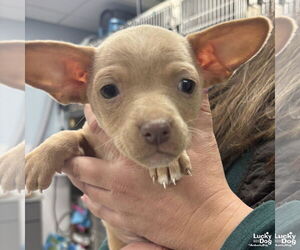 Chihuahua-Unknown Mix Dogs for adoption in Washington, DC, USA