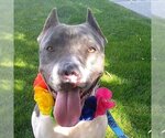 Small Photo #1 American Pit Bull Terrier-Unknown Mix Puppy For Sale in phoenix, AZ, USA