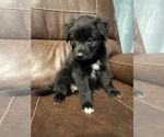 Puppy Toes Australian Shepherd