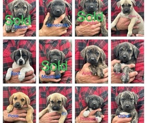 Great Pyrenees-Presa Canario Mix Puppy for sale in COVINGTON, TX, USA