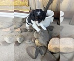 Small Photo #21 Cavapoo (Miniature) Puppy For Sale in SAINT FRANCIS, MN, USA