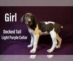 Puppy 1 German Shorthaired Lab